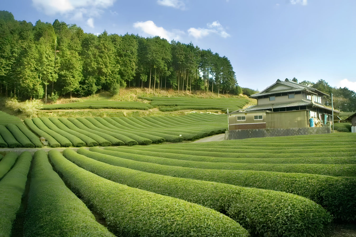 Scenic view of neatly arranged Japanese tea fields with wavy green rows, bordered by trees and a simple building under a clear sky